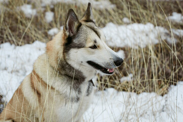 dog on a walk on a winter day