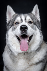 portrait of The Alaskan Malamute Dog