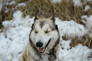 dog on a walk on a winter day