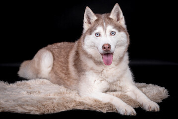 portrait of The Alaskan Malamute Dog