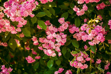 blooming flowers on a warm summer day