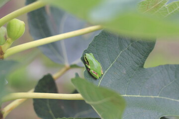 アマガエルとイチジク