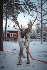 Majestic reindeer, Rangifer tarandus, standing in its natural habitat and looking into the camera...