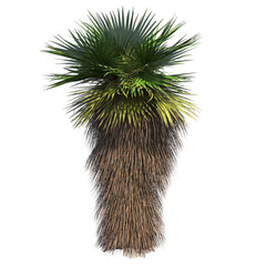 palm tree, isolate on a transparent background, 3D illustration