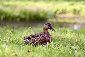 duck in the grass