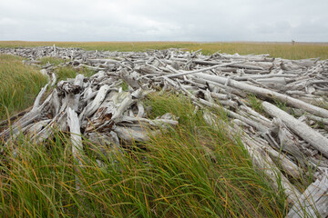 Driftwood along the coast of Western Alaska, Nome