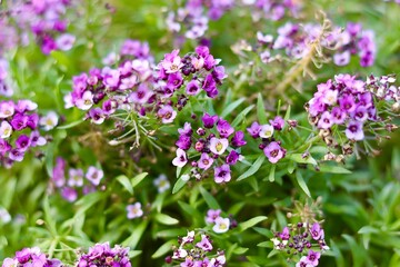 flowers in a field