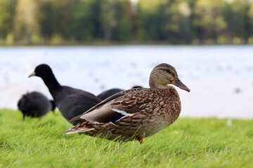 duck and ducklings