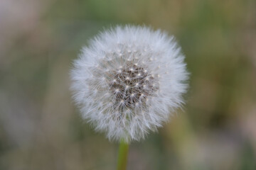 Close up of a dandelion with all it's seeds in tact, background is intentionally out of focus or blurred