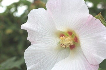 ムクゲの花の接写