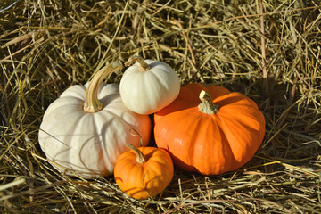 Little decorative mini pumpkins on straw, rustic style autumn background.