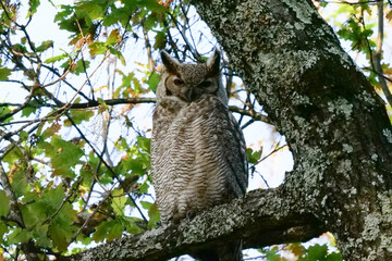 South American great horned owl, bubo virginianus nacurutu perched in tree between leaves. Location: El Palmar National Park, Argentina