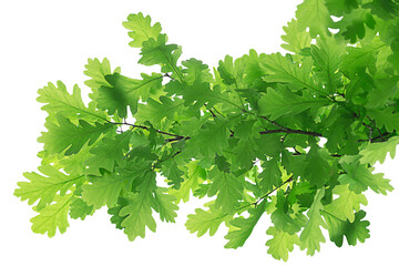 Green oak leaves , 
isolated on a white background