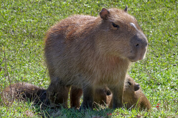 Female capybara - hydrochoerus hydrochaeris - nursing her pups. Location: El Palmar National Park, Argentina