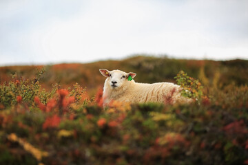 Norwegian white sheep