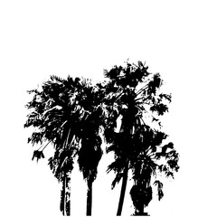 Shadows of big trees and branches isolated from white background.