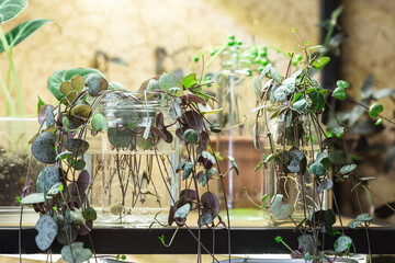 Ceropegia Woodii house plant Propagation in water