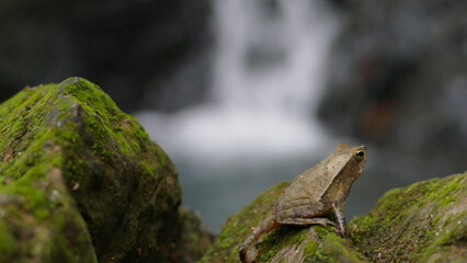 A frog in front of a waterfall
