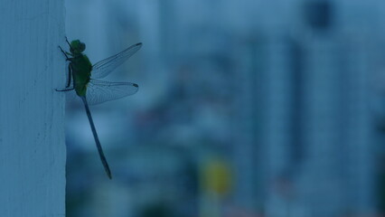 A dragonfly sitting on the wall