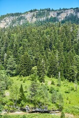Summer mountain landscape. Tree on background of mountain landscape