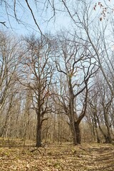 A tree in the forest with yellow autumn leaves