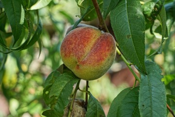 one beautiful ripe big peach grows on a tree branch among green leaves in the garden in summer