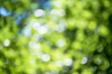 Fototapeta na wymiar Blur background green park garden nature bright sunny forest. Blurry outdoor park in spring time glowing shinny day template with sunlight bokeh. Abstract blurred background banner copy space.