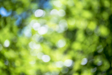 Obraz premium Blur background green park garden nature bright sunny forest. Blurry outdoor park in spring time glowing shinny day template with sunlight bokeh. Abstract blurred background banner copy space.