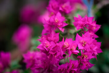 Bougainvillea Colorful natural garden flowers