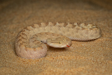 close up of a horned viper snake or desert viper