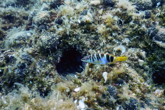 Painted Comber (Serranus scriba) Mediterranean Sea Underwater