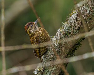 A small woodpecker trying to remain unnoticed on a leafless tree branch