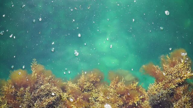 Algae on the stone. Green algae and brown algae on the rocks at a shallow depth sway in the waves. Slow motion.