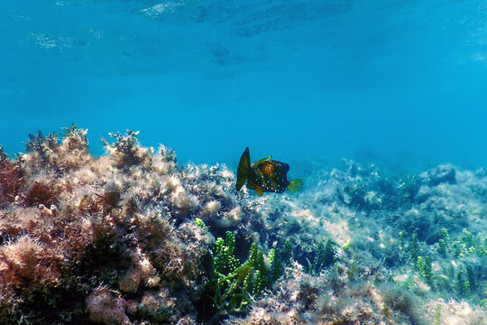 Yellow boxfish (Ostracion cubicus) Underwater