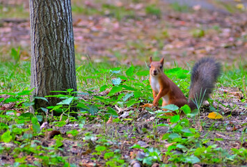 A squirrel sits near a tree in a park alley on an autumn day