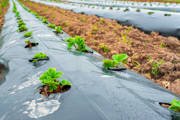 Rows of strawberry on ground covered by plastic mulch film in agriculture organic farming. Cultivation of berries and vegetables using mulching method