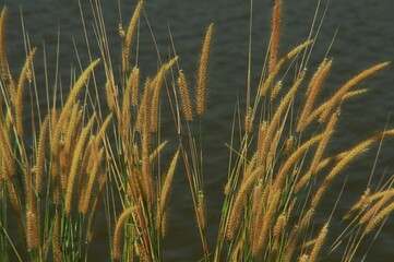 flower grass with yellow gold color
