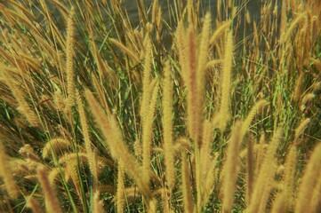 flower grass with yellow gold color