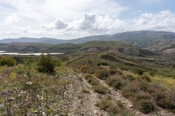 Fototapeta na wymiar vegetation on the mountainside