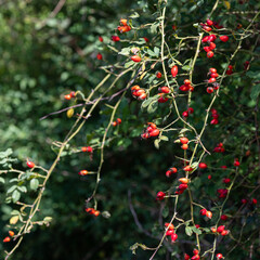 Rosa rubiginosa - Sweet briar - Églantier couleur de rouille - Rosier rouillé