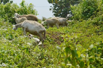Obraz na płótnie Canvas A herd of sheep is roaming on the river bank