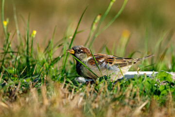A sparrow in the wild