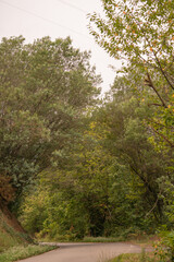 forest road trees along the field
