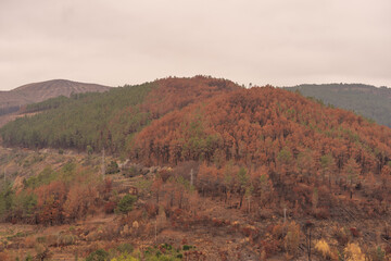 Obraz premium Forest burned after the forest fires in the mountains, at the beginning of August The pine forest has been completely burned.