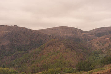 Forest burned after the forest fires in the mountains, at the beginning of August The pine forest has been completely burned.