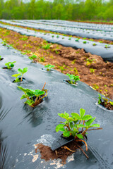Rows of strawberry on ground covered by plastic mulch film in agriculture organic farming....