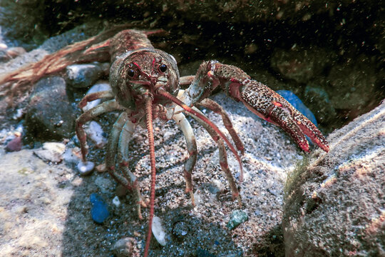 Closeup freshwater crayfish underwater (Astacus astacus) crystal clear water