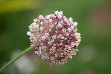 onion Flower Colorful natural garden flowers