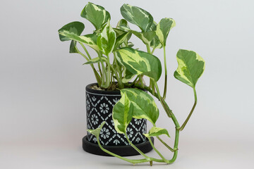 Pearls and Jade Pothos Plant © Josie