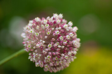 onion Flower Colorful natural garden flowers
